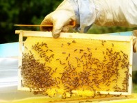 Висока смъртност при пчелите и ниски изкупни цени на меда сред проблемите на пчеларите в Плевенско