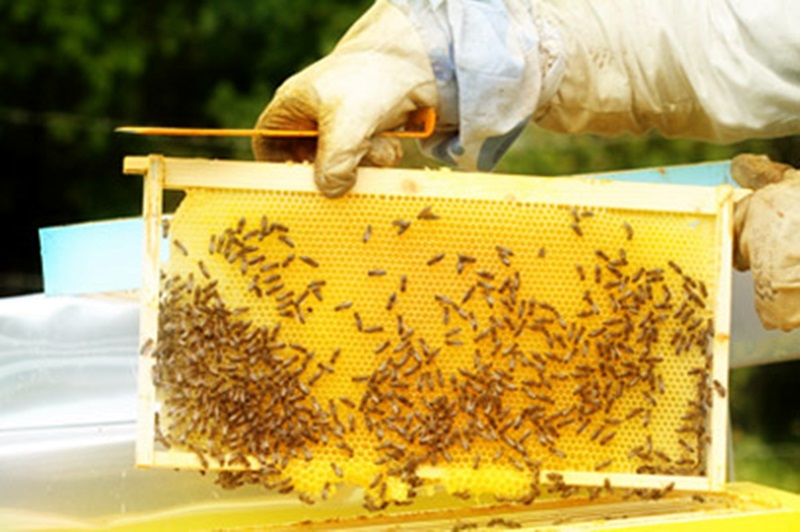 На летен празник на пчеларя канят днес в село Победа