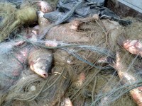 Инспектори на ИАРА – Плевен извадиха 150 метра бракониерски мрежи от язовир край Пордим