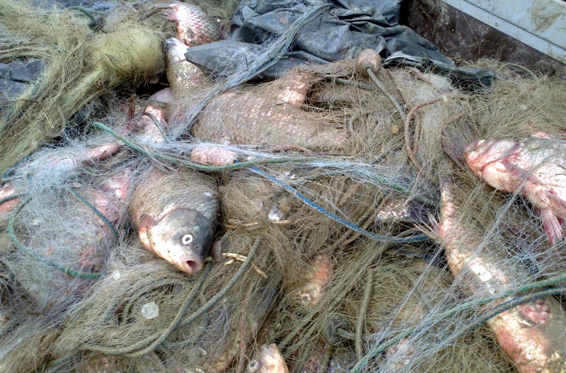 Инспектори на ИАРА – Плевен извадиха 150 метра бракониерски мрежи от язовир край Пордим