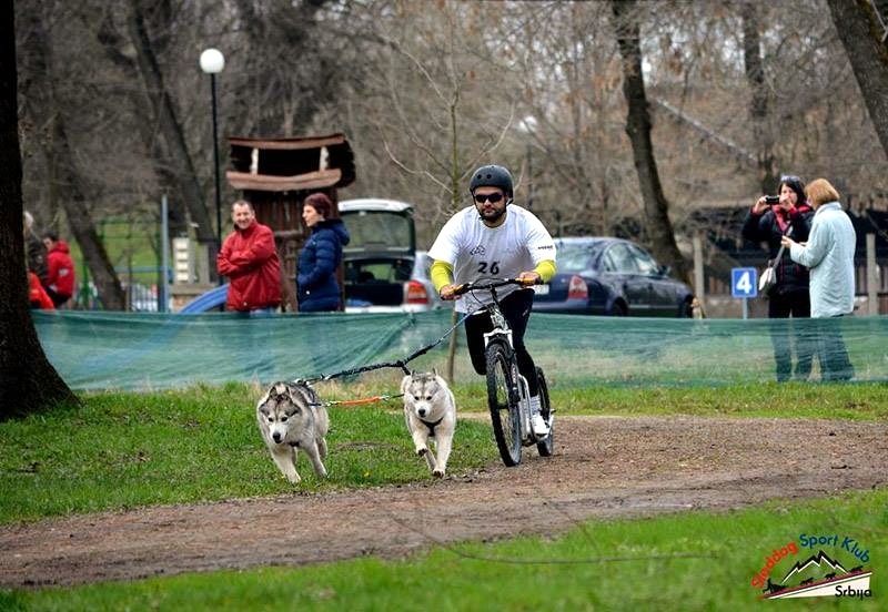Плевенчанин с отлично представяне в състезание за впрегатни кучета в Сърбия