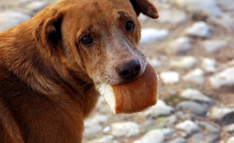 Читатели алармират за хвърлена отрова за кучета в двора на МУ – Плевен