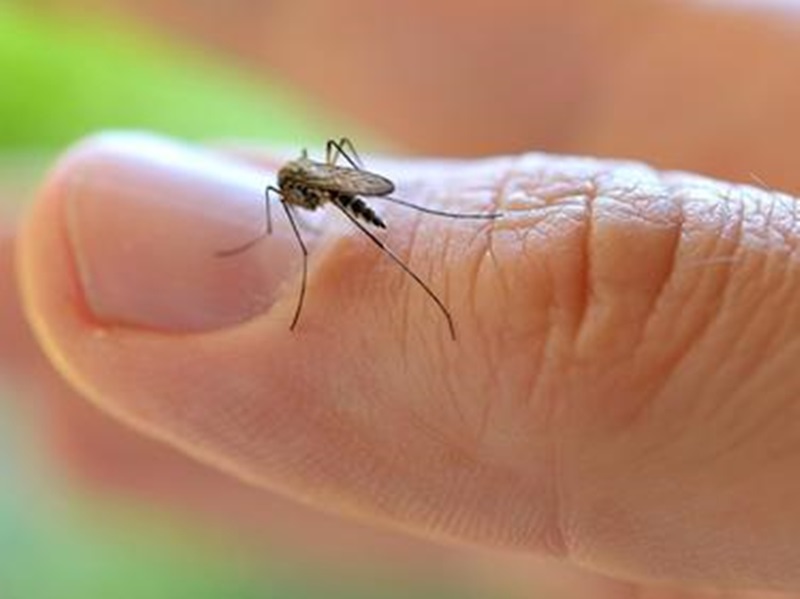 Петима заразени с малария са лекувани в болници в област Плевен през миналата година