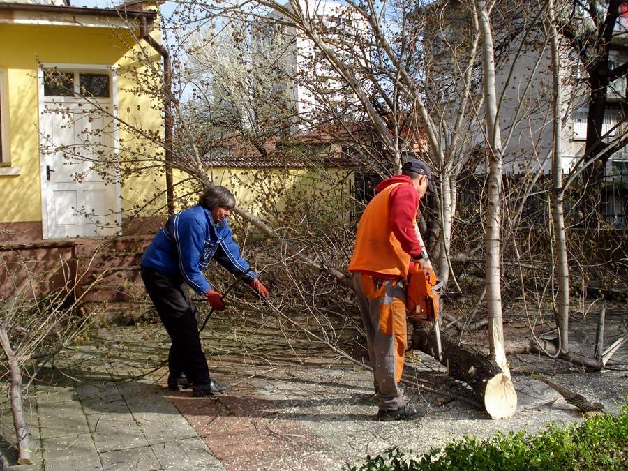 Около 200 заявки на граждани за обезопасяване и кастрене на дървета изпълни „Паркстрой”