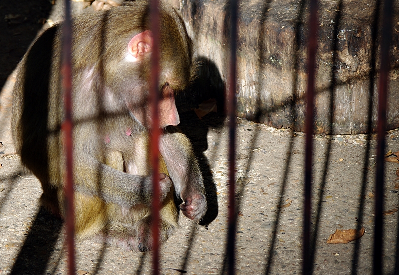 Развеселени от пролетта посетители дразнят животните в плевенския зоопарк
