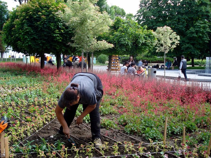 Поддържането на летните цветя в Плевен е сред основните приоритети на „Паркстрой“