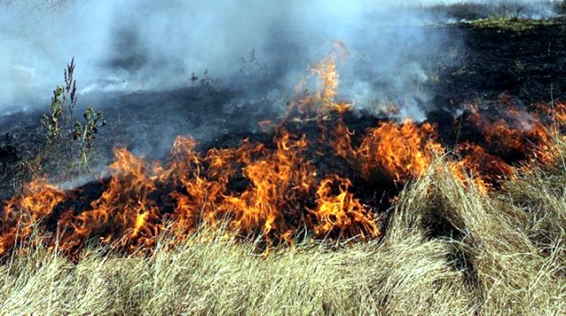 Пожар унищожи 40 дка пшеница в землището на Никопол
