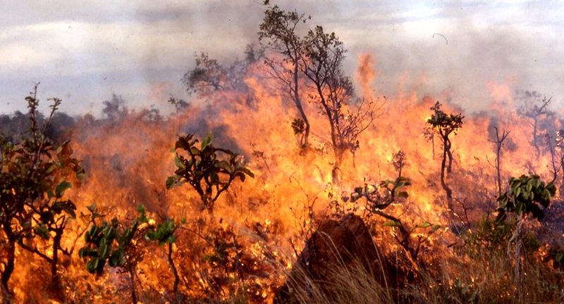 До 2000 лв. глоба за палене на огън на открито в горските територии