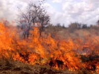 ОДМВР – Плевен: До 2000 лв. санкции за палене на открит огън в горските територии