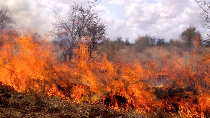 Плевенските огнеборци гасиха пожари в сухи треви край Бъркач, Дебово и Бреница