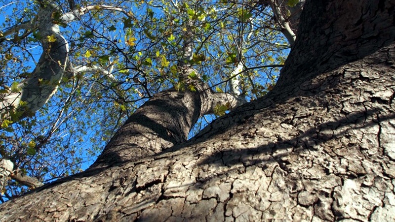 Жители на Червен бряг сигнализираха екоинспекцията за опасно вековно дърво