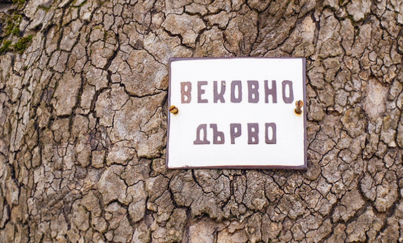 Вандали видяха сметката на защитено дърво в землището на Староселци