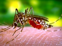 Имунизации срещу жълта треска ще се извършват в РЗИ – Плевен от 8 февруари