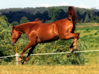 За допълнително финансиране на отглеждането на породата „Плевенски кон“ се обяви евродепутатът Момчил Неков