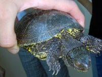 Плевенски екоексперти пуснаха в природата обявена за продан костенурка от защитен вид