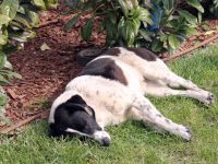 Кампания за кастрация и обезпаразитяване на безстопанствени кучета ще се проведе в Червен бряг