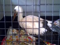 РИОСВ – Плевен изпрати на лечение птици от защитени видове