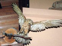 Четири препарирани екземпляра от защитени видове предостави РИОСВ – Плевен на Природонаучния музей в Черни Осъм