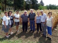 Институтът по царевицата – Кнежа очаква високи добиви от слънчоглед и царевица за зърно