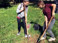 Учениците от Клуб „Приятели на английския“ – Плевен засадиха дръвчета в „Кайлъка“
