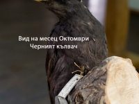 Черният кълвач е Вид на месец октомври в РИМ – Плевен