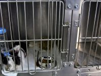 Сложна животоспасяваща операция извършиха във Ветеринарна клиника „ИДА – ВЕТ“ – Плевен