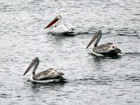Експерти от ПП „Персина“ и доброволци се включват в Среднозимното преброяване на водолюбивите птици