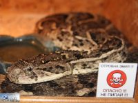 Опасни змии, паяци и скорпиони от днес отново влизат в залите на РИМ-Плевен