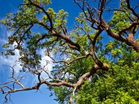 Девет са защитените вековни дървета в Плевен