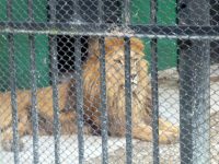 Умря лъвът в плевенския зоопарк