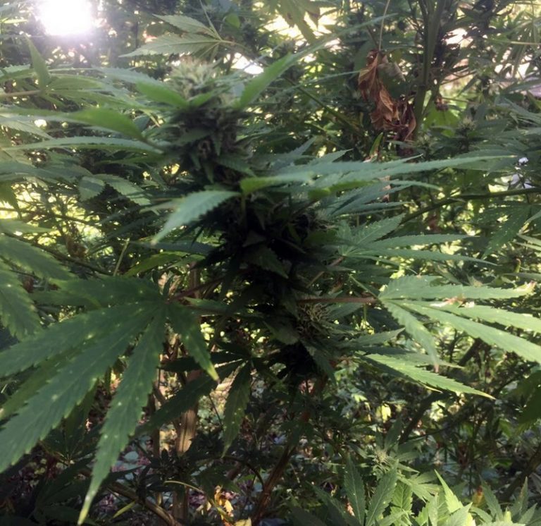 Купить марихуану в воронеже правильное проращивание семян