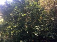 Над 120 кг марихуана иззети при спецоперация на криминалистите от РУ-Кнежа