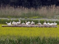 Успешен гнездови сезон за пеликаните в ПП „Персина“
