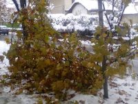 Екипи на РДПБЗН – Плевен отстраняваха паднали дървета и клони