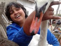 В село Байкал спасиха лебед, намерен в безпомощно състояние