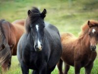 Арест за крадец на кон, нападнал с кол непълнолетния собственик