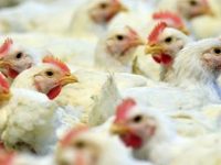 Ново 20: Пазар за птици изникна край „Балканстрой“