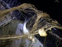 150 метра хрилни мрежи извадиха инспектори на ИАРА – Плевен