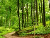 Фирма от Плевен иска да засади 6 декара гора