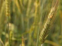 Обработват площи в Плевенско с пшеница срещу гъбични болести