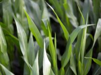 Третират площи с царевица срещу плевели в землището на Плевен