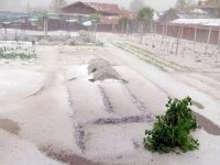 От днес започват огледи за нанесените щети при градушката в село Българене