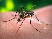 Опушват против комари в община Кнежа