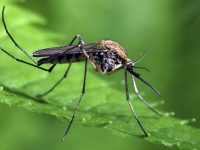 Третиране срещу комари ще се проведе в община Искър