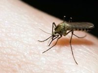 Промяна в графика за третиране срещу комари в Гулянци
