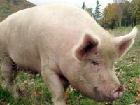 Мерки срещу африканската чума по свинете са в сила за цяла Плевенска област