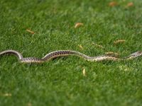 Служители на РДПБЗН – Плевен хванаха змия в двор в Плевен