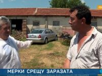 Недоволство в Никополско заради евтаназията на прасета