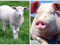 Куриоз: Ветеринари конфискуваха агне вместо прасе в Плевенско