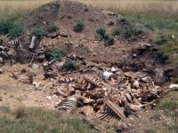 Нерегламентирано изхвърляне на животински отпадъци е установено край село Лазарово